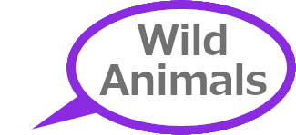 Wild Animals