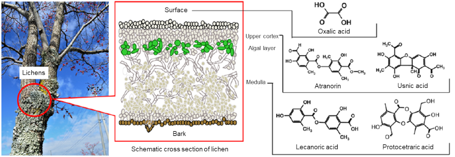 Lichens growing on a tree (Flavoparmelia caperata, seen as green epiphyte on the surface of the trunk in the photograph), and schematic illustration of the internal structure of a lichen