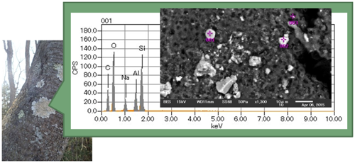 Element analysis of lichens growing on surface of tree trunk (image gigure)