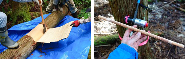Collecting a wood sample