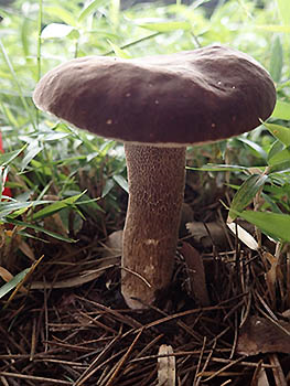 Fruit-body of Boletus hiratsukae that grew in a survey plot
