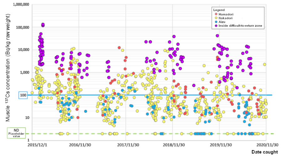 Monitoring results of muscle 137Cs concentrations in wild boars