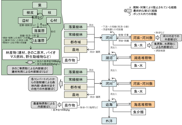 淡水魚中のセシウム137濃度の経時変化の解析例-1
