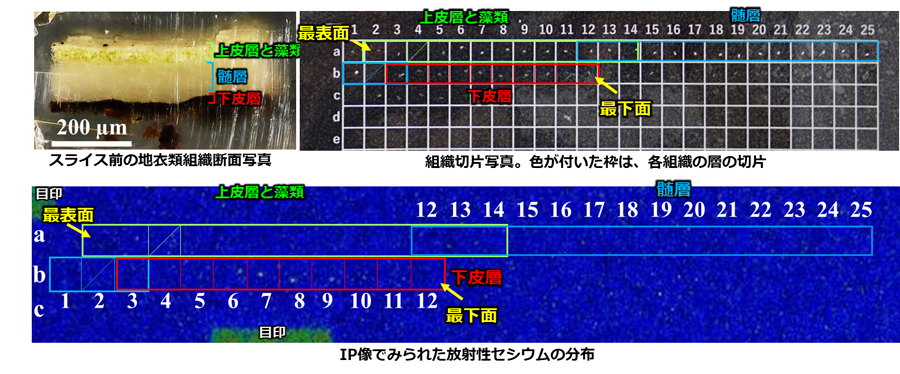 「拡がりを持つ分布」の断片を組織切片化した試料のIP像