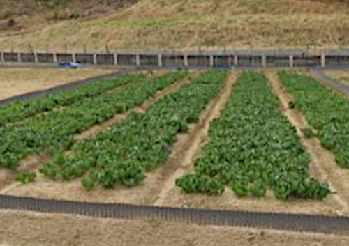 作物(コマツナ)の生育状況