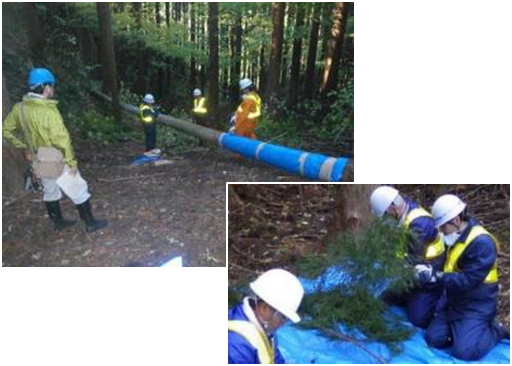 川内村のスギ林および川俣町のコナラ林での調査の様子1