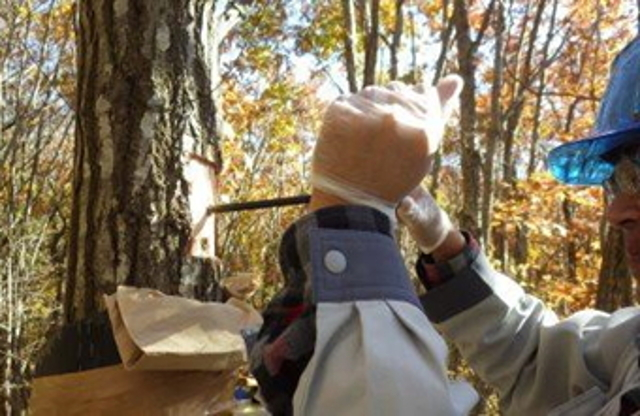 成長錐による材の採取