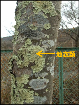樹木に着生する地衣類(ウメノキゴケ類)