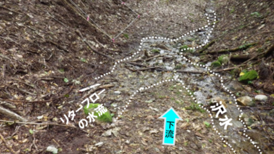 調査地(コナラ・スギ混交林)の様子(調査期間:2014年10&sim;12月)
