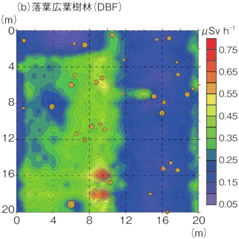落葉広葉樹林（DBF）