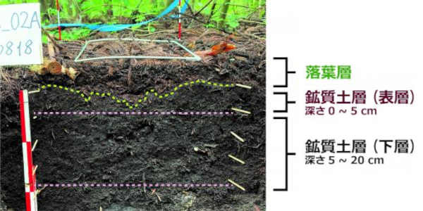 森林土壌の断面の様子