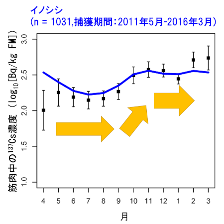 イノシシにおける筋肉中137Cs濃度の季節変動