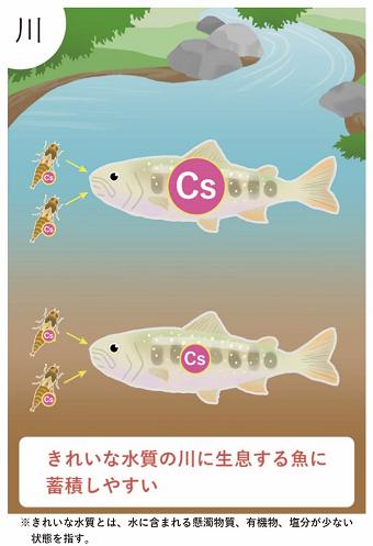 魚への放射性セシウムの蓄積しやすさに影響を与える要因-川