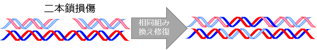 図1 二本鎖損傷と相同組み換え修復