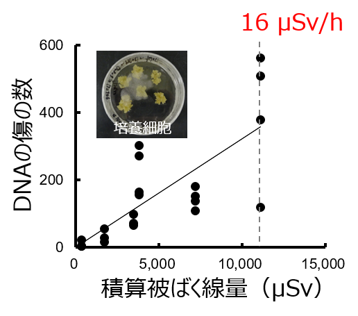 被ばく線量とDNAの傷との関係