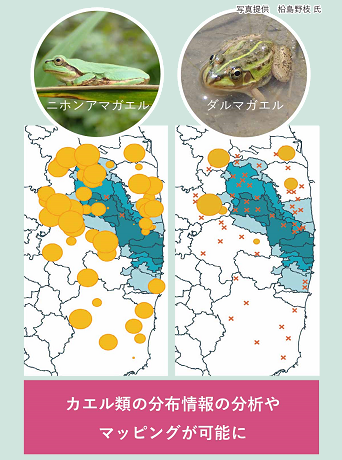 カエル類の音声モニタリング調査の概要