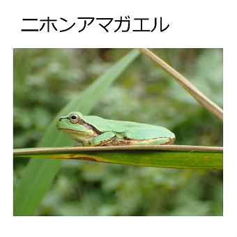 ニホンアマガエル