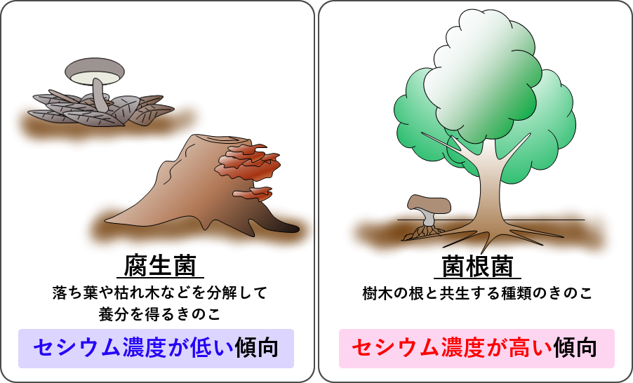 腐生菌と菌根菌のイメージ