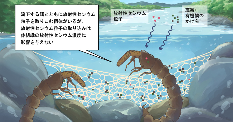 水生昆虫に取り込まれる放射性セシウム粒子のイメージ図